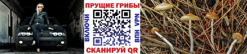 маркетплейс состав Славск Псилоцибиновые грибы Cubensis